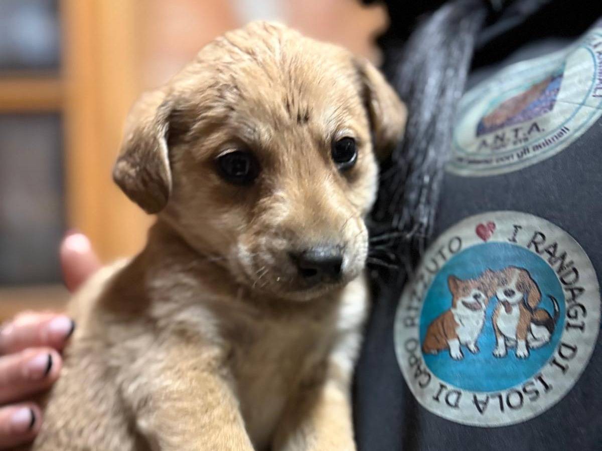 Adotta il cane Cookie a Crotone