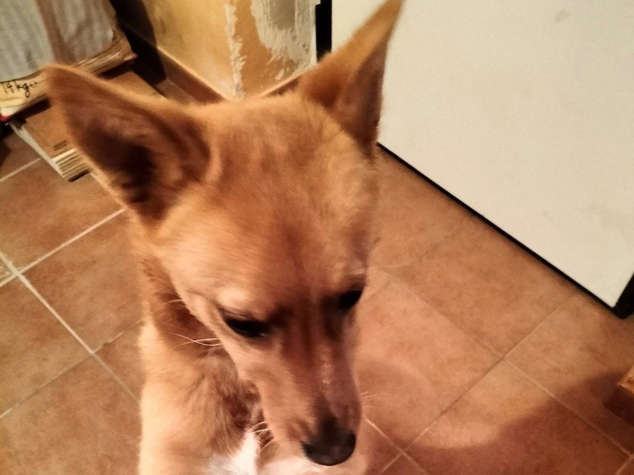 Adotta un cane, femmina, 1 anno, Barletta