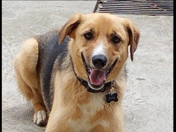 Adozione cane, femmina, Razza sconosciuta Razza sconosciuta, 3 anni e 8 mesi, taglia media, Verona