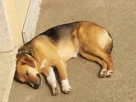 Adotta un cane, femmina, 3 anni e 8 mesi, Verona