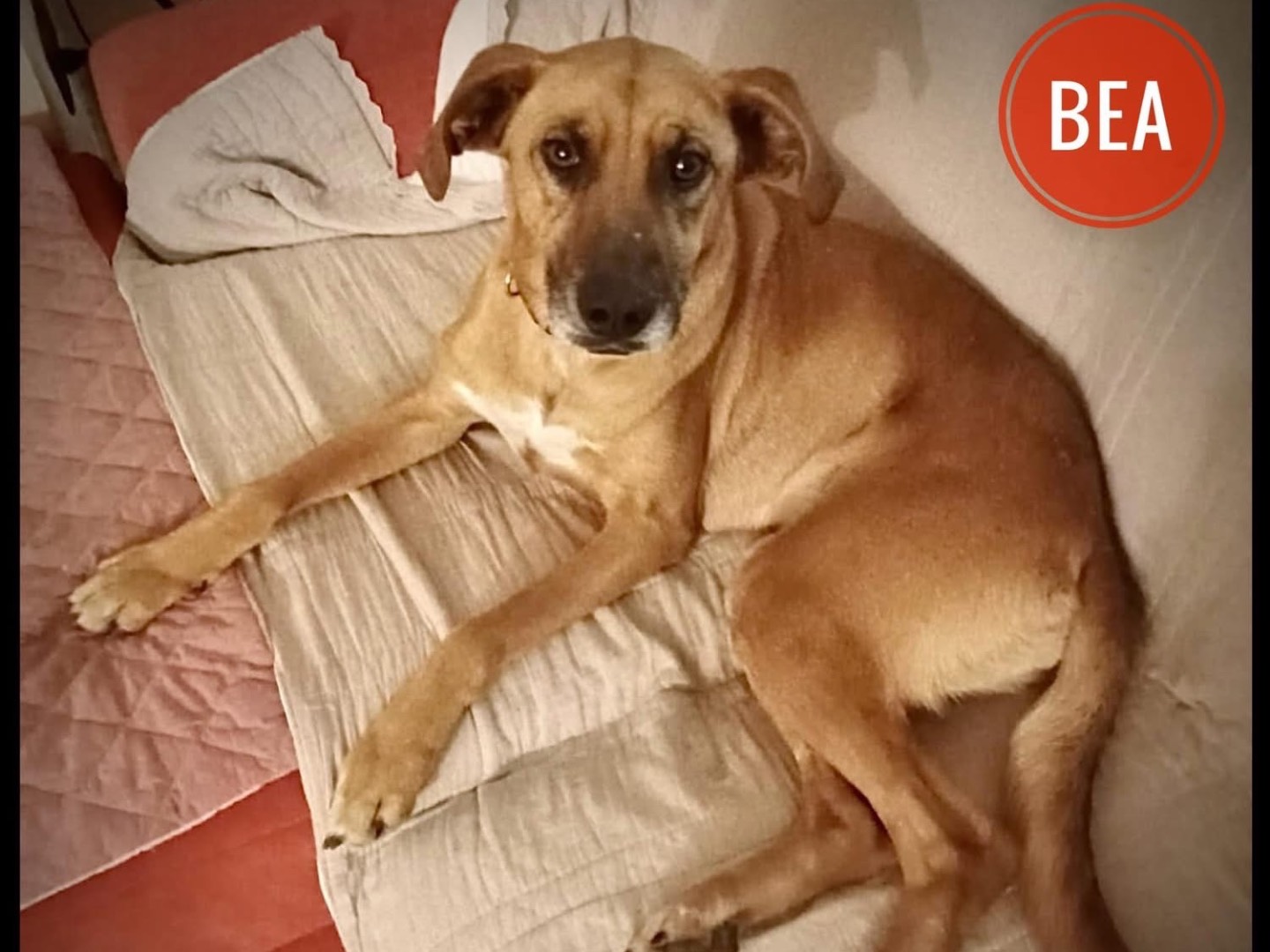 Adozione cane, femmina, Razza sconosciuta Razza sconosciuta, 4 anni e 2 mesi, taglia media, Verona