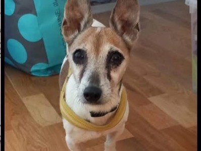 Adotta un cane, taglia piccola, femmina, Verona