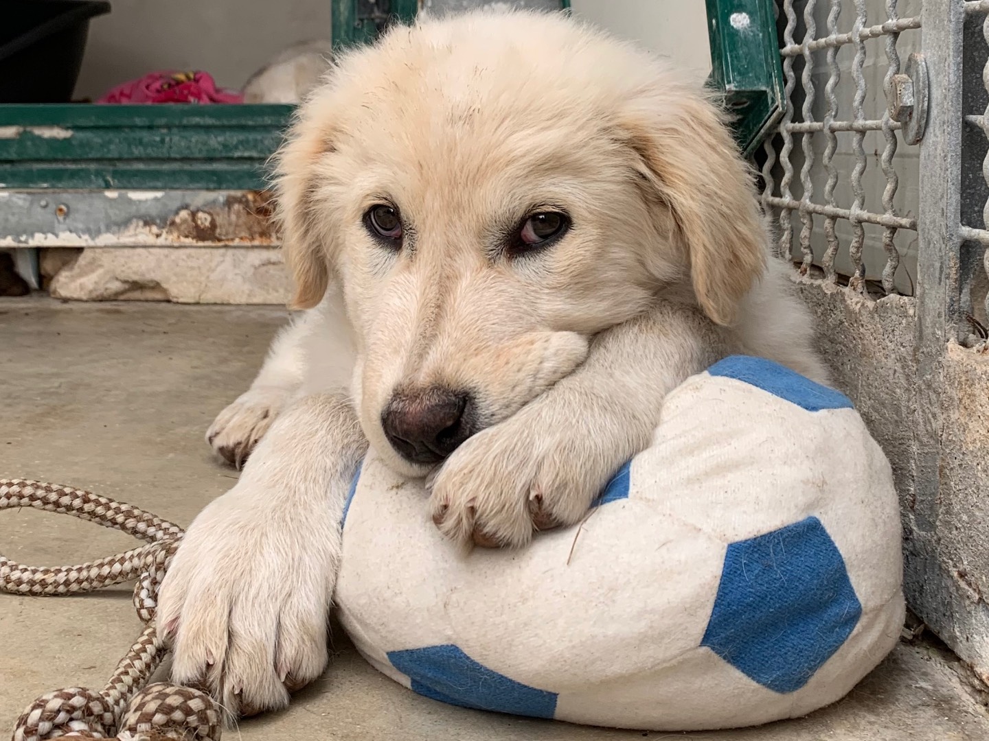 Adozione cane, femmina, Golden Retriever Pastore maremmano, 3 mesi, taglia grande, Napoli