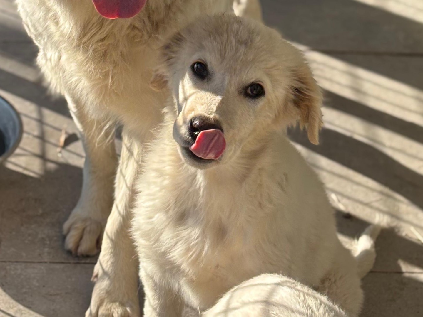 Adotta un cane, femmina, 3 mesi, Napoli