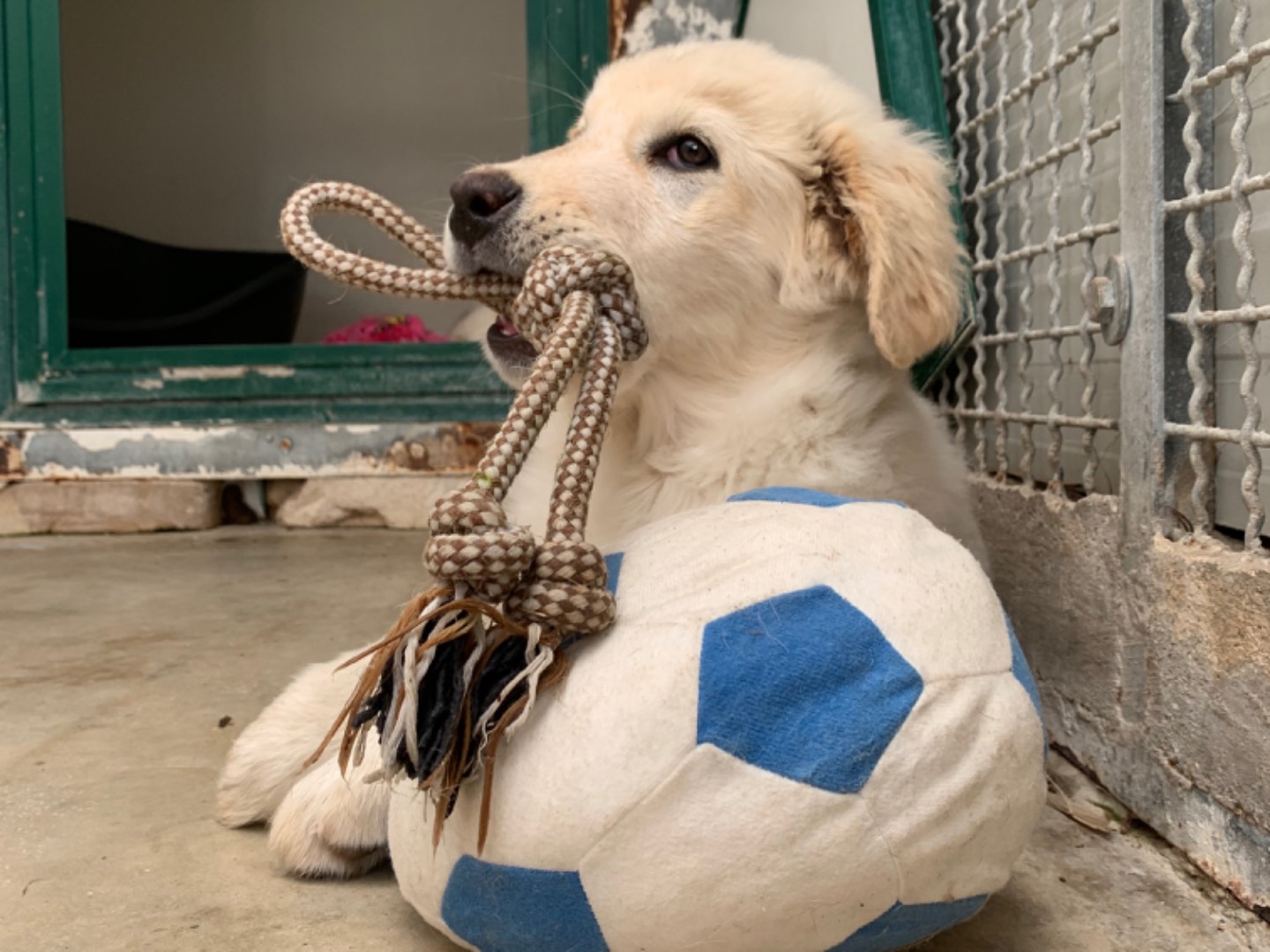 Adotta un cane, taglia grande, femmina, Napoli