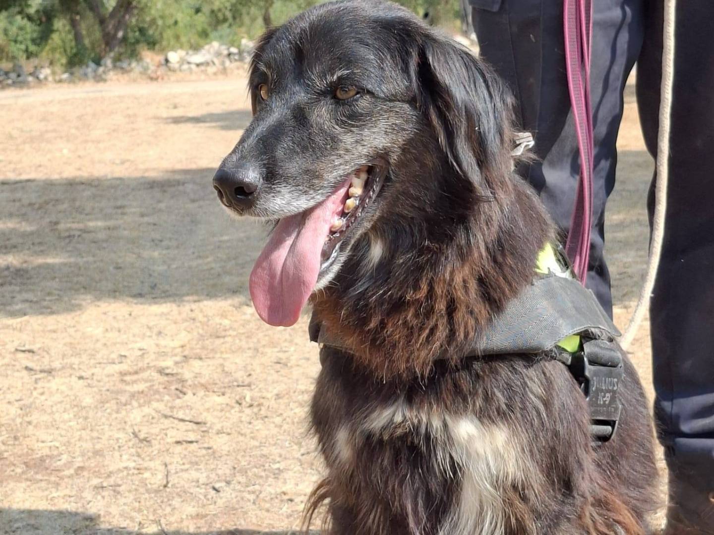 Vuoi adottare un cane a Bari?