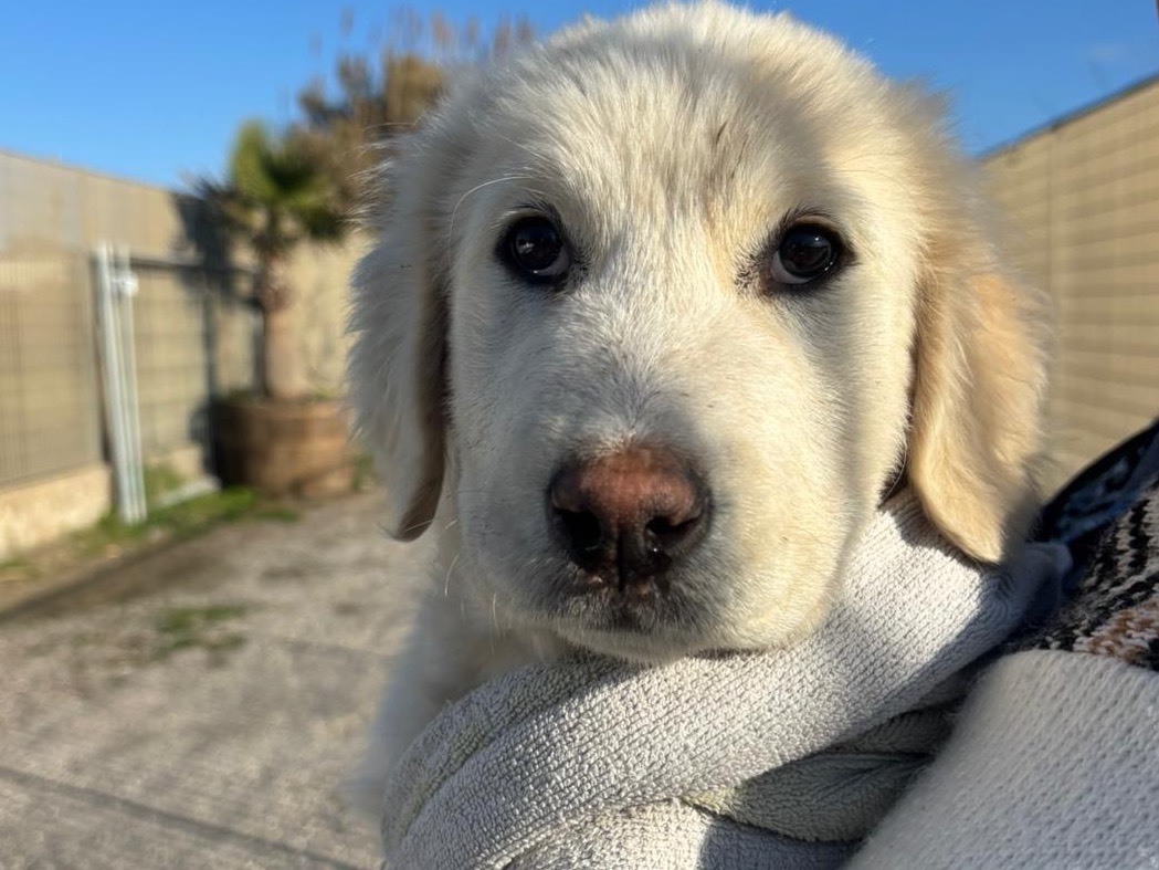 Adozione cane, femmina, Golden Retriever Pastore maremmano, 3 mesi, taglia grande, Napoli
