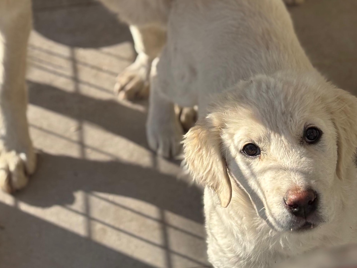 Adotta un cane, femmina, 3 mesi, Napoli