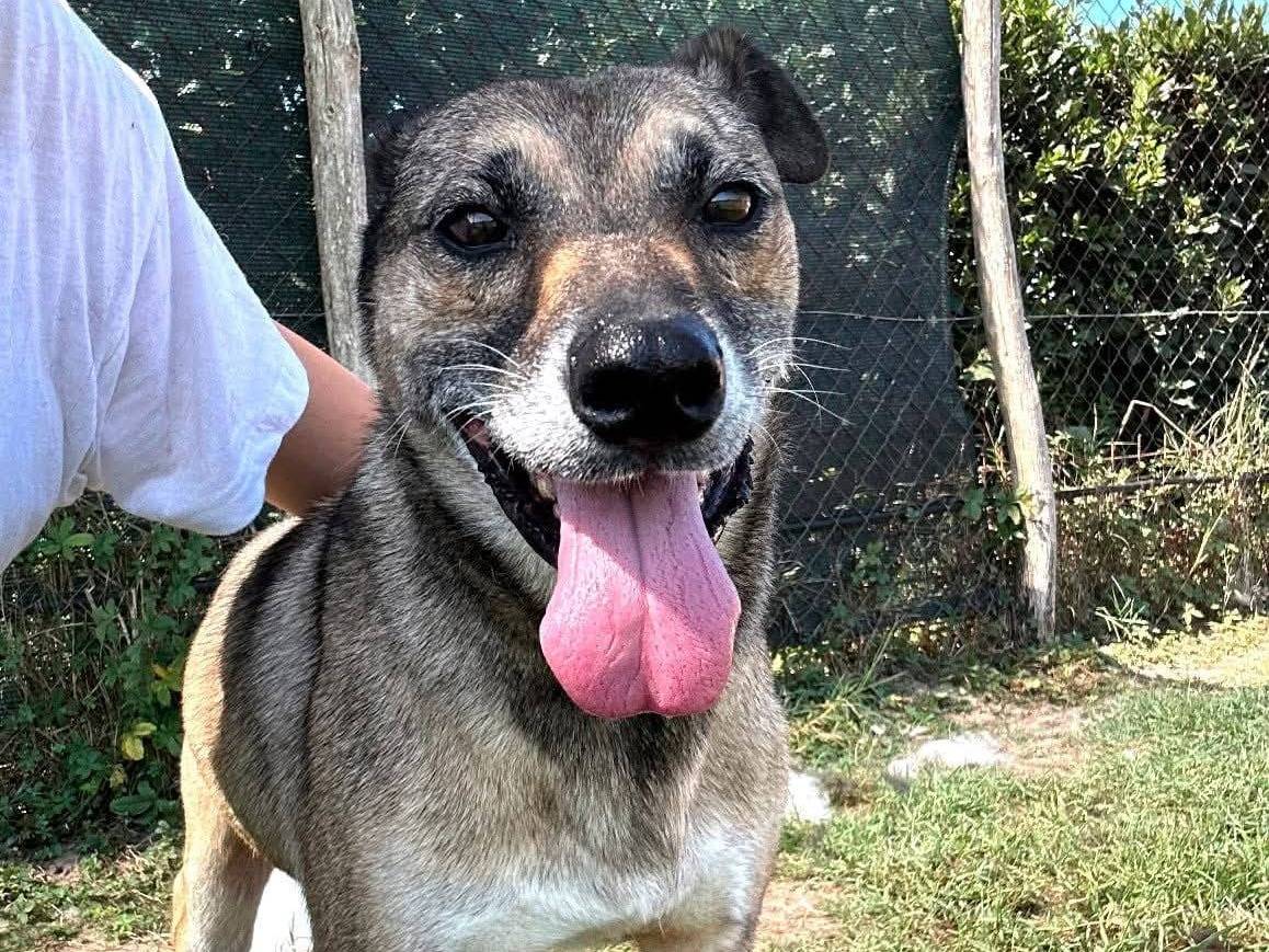 Adozione cane, maschio, Razza sconosciuta Razza sconosciuta, 10 anni e 8 mesi, taglia media, Latina