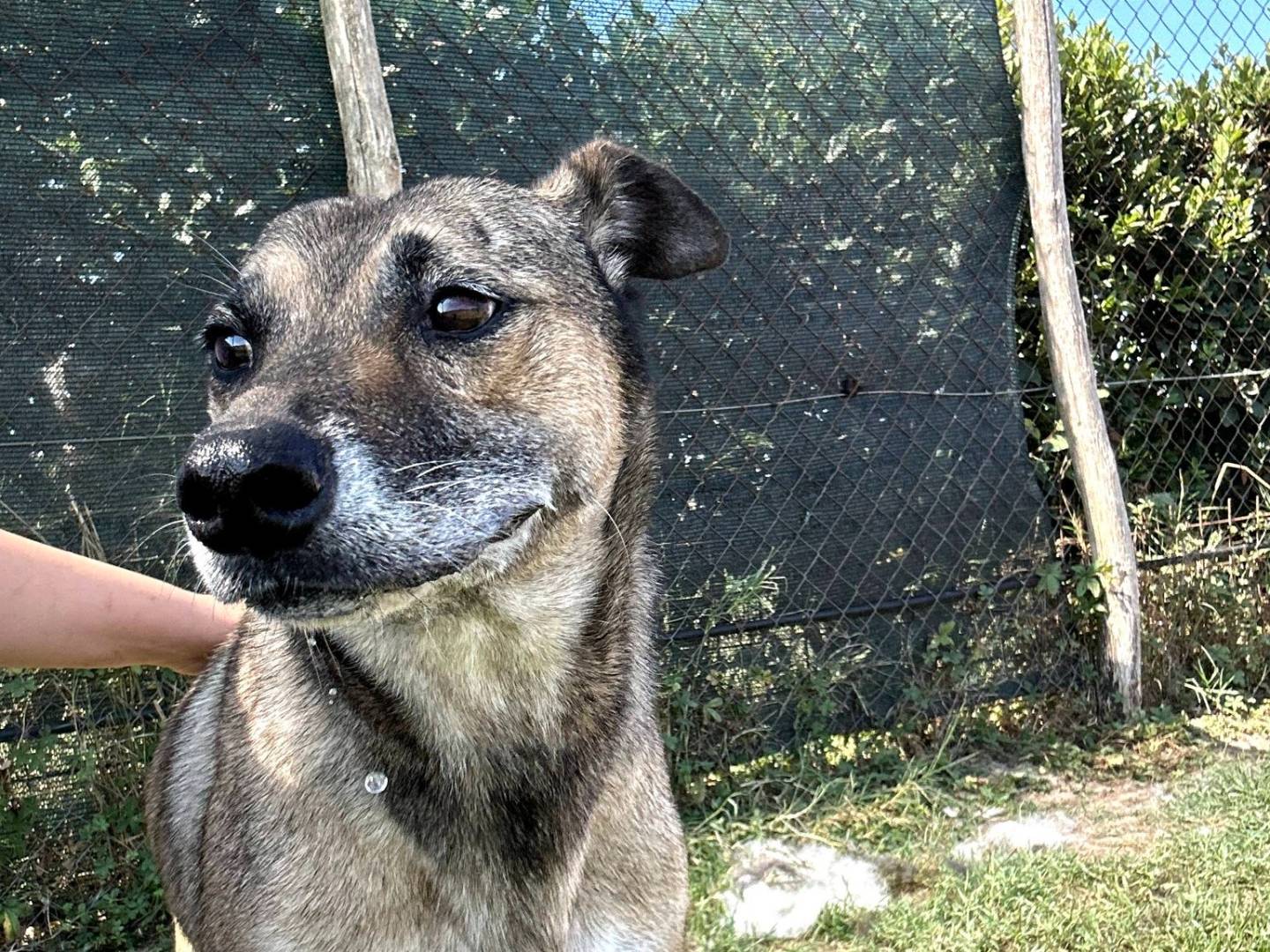 Adotta un cane, maschio, 10 anni e 8 mesi, Latina