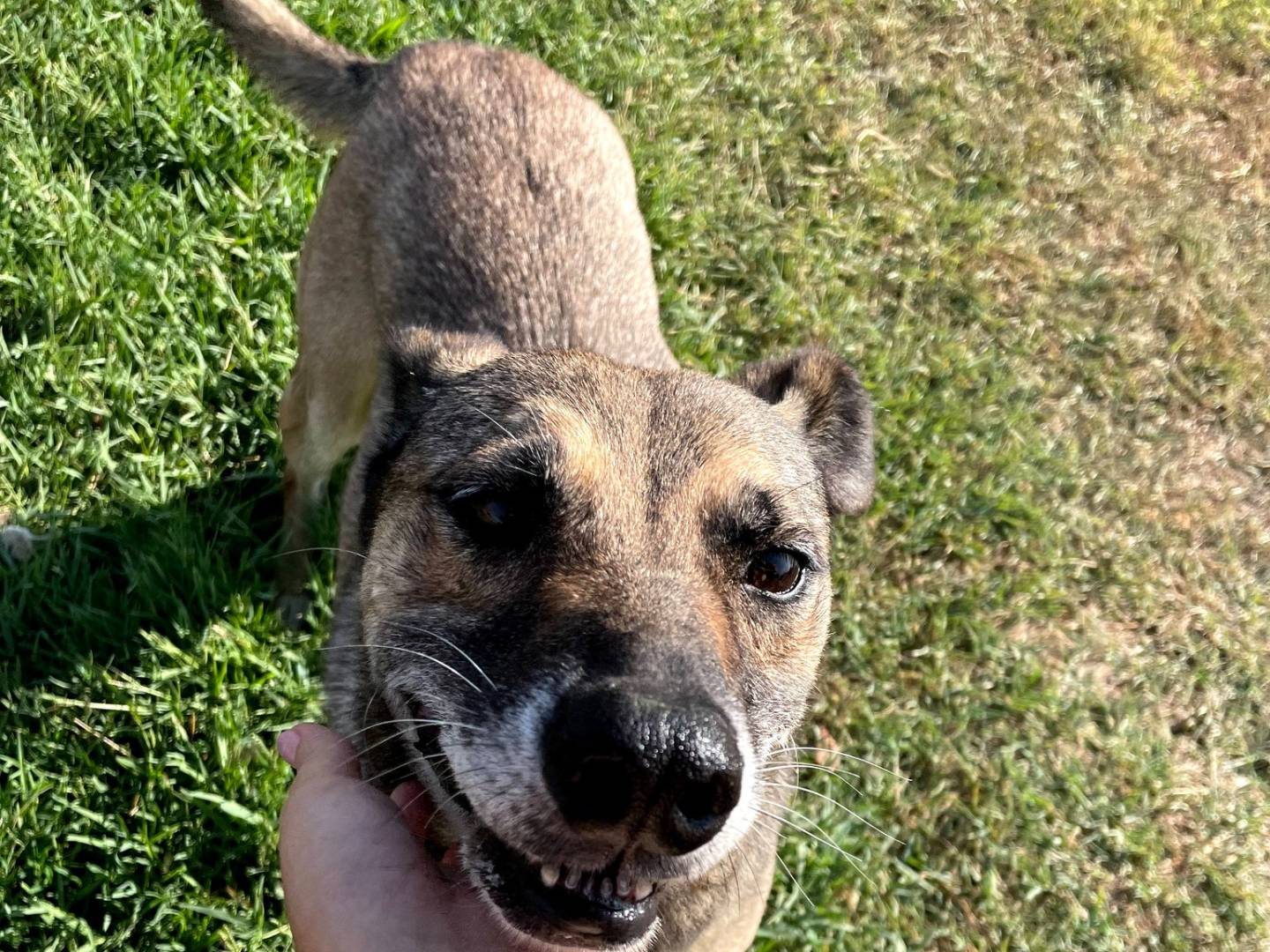 Vuoi adottare un cane a Latina?