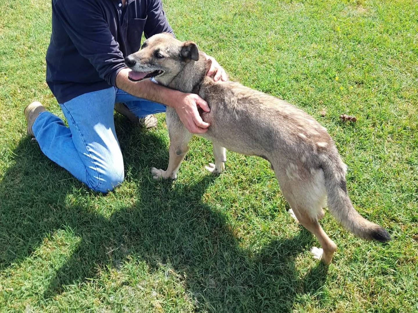 Adotta il cane Franz a Latina
