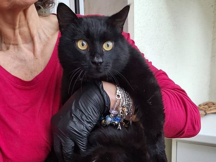 Adotta un gatto, maschio, 2 anni, Milano