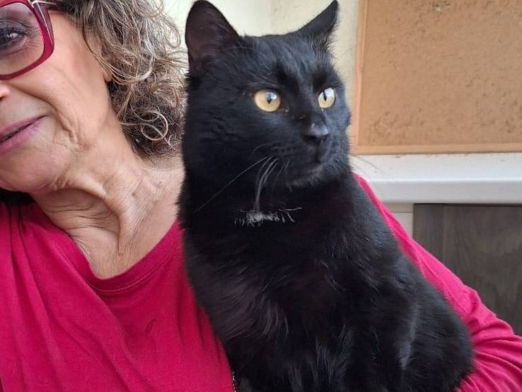 Adotta il gatto Jingle bell a Milano