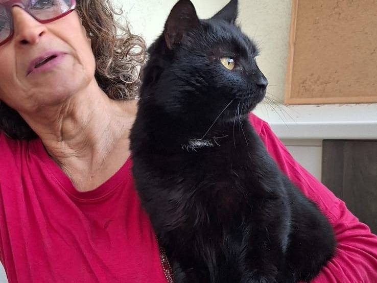 Vuoi adottare un gatto a Milano?