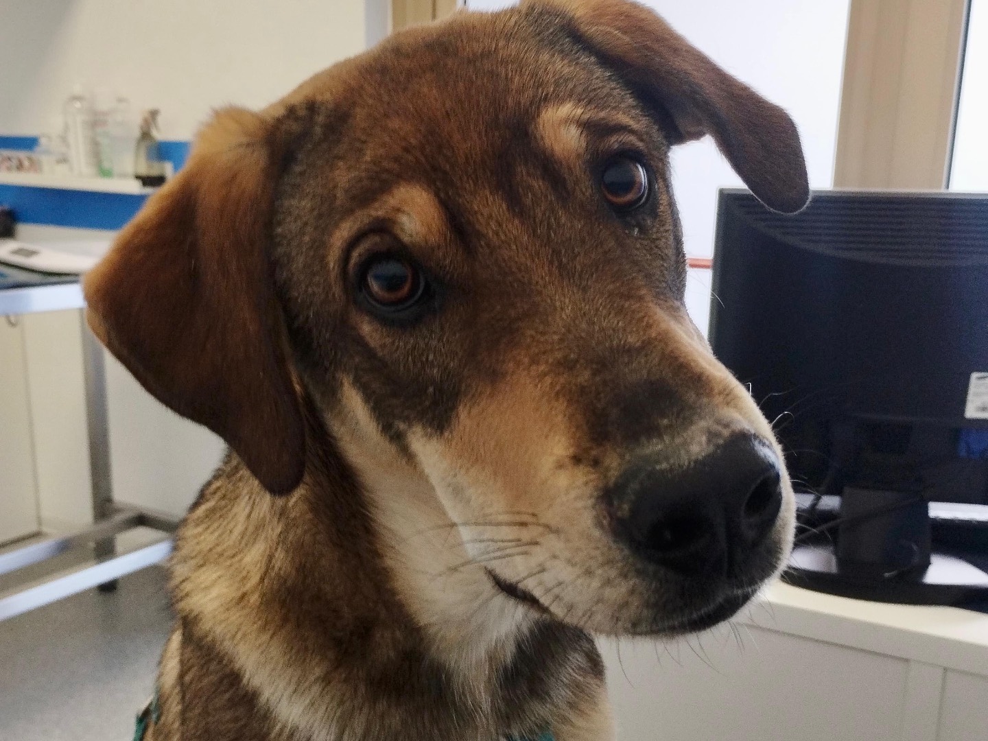 Adozione cane, maschio, Razza sconosciuta Razza sconosciuta, 9 mesi, taglia media, Pescara