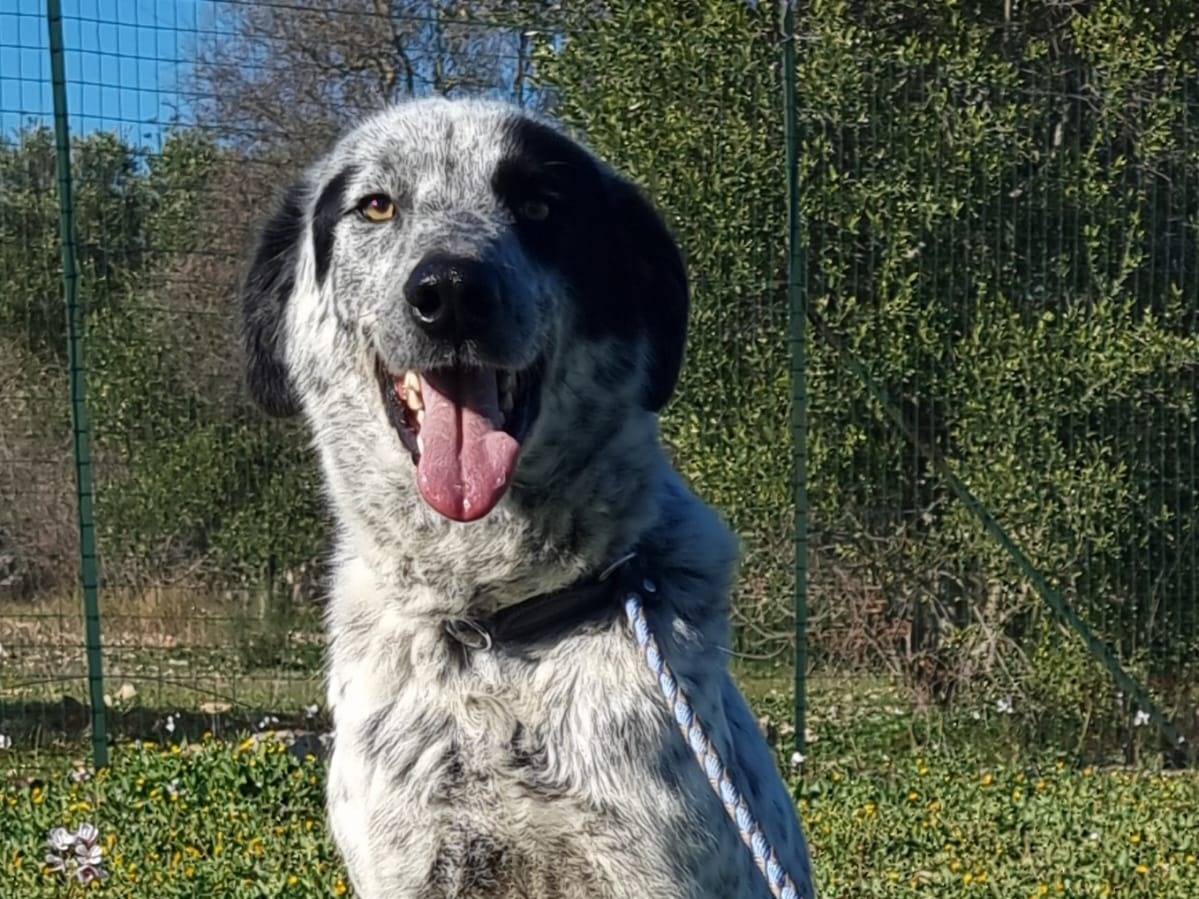 Vuoi adottare un cane a Bari?