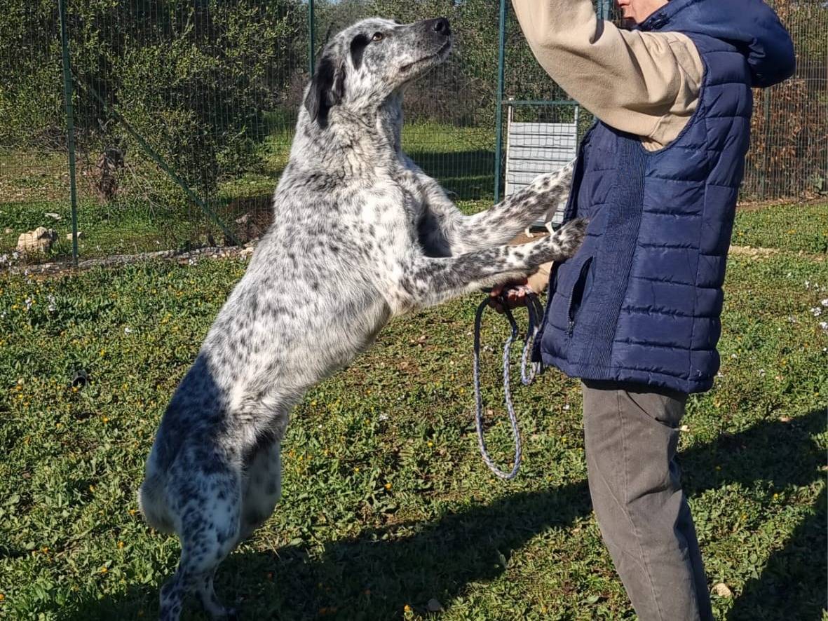 Adotta il cane Furia a Bari