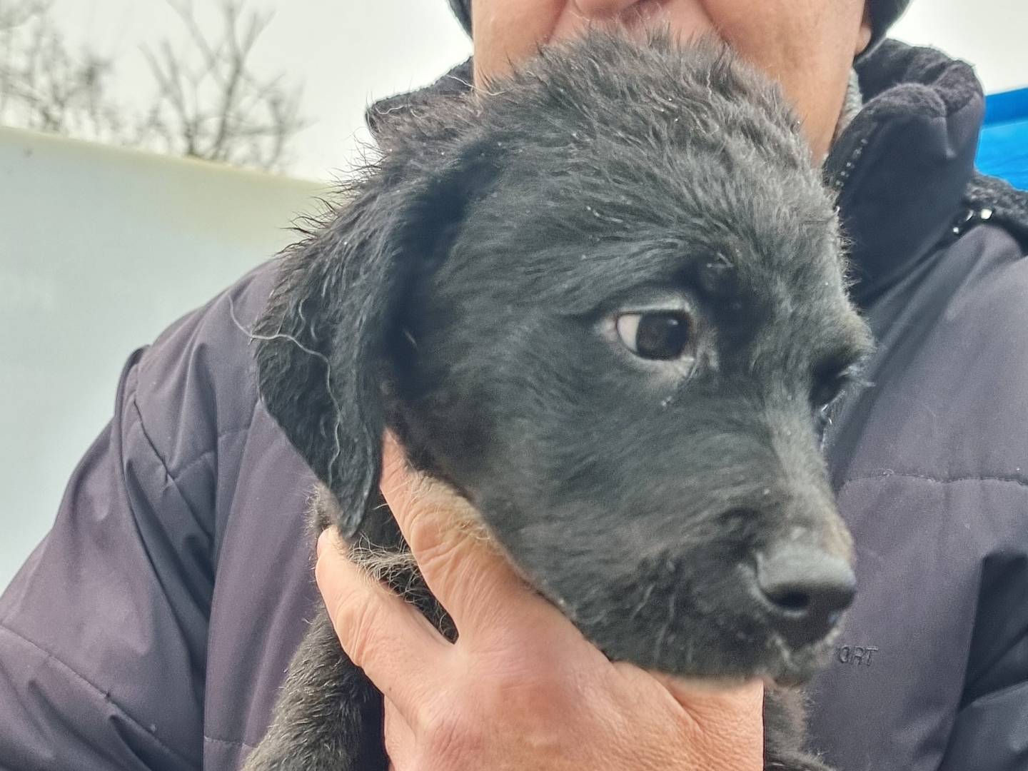Adozione cane, maschio, Labrador Retriever Razza sconosciuta, 4 mesi, taglia media, Pavia