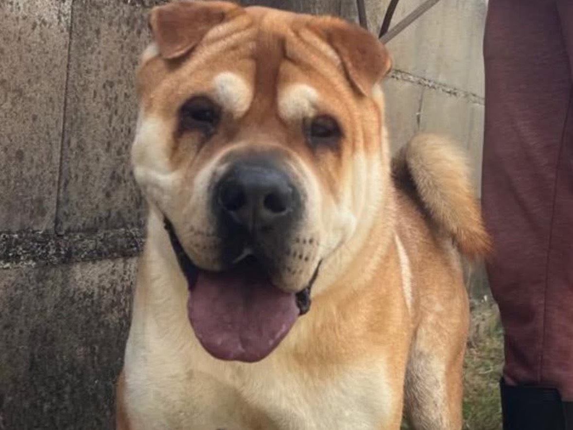 Adotta un cane, maschio, 4 anni, Frosinone