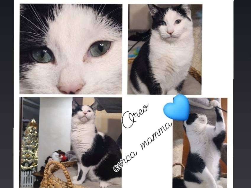 Adozione gatto, maschio, Razza sconosciuta Razza sconosciuta, 8 mesi, taglia non valida, Milano