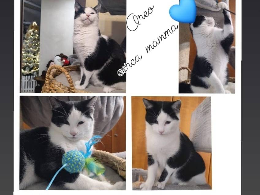 Adotta un gatto, maschio, 8 mesi, Milano