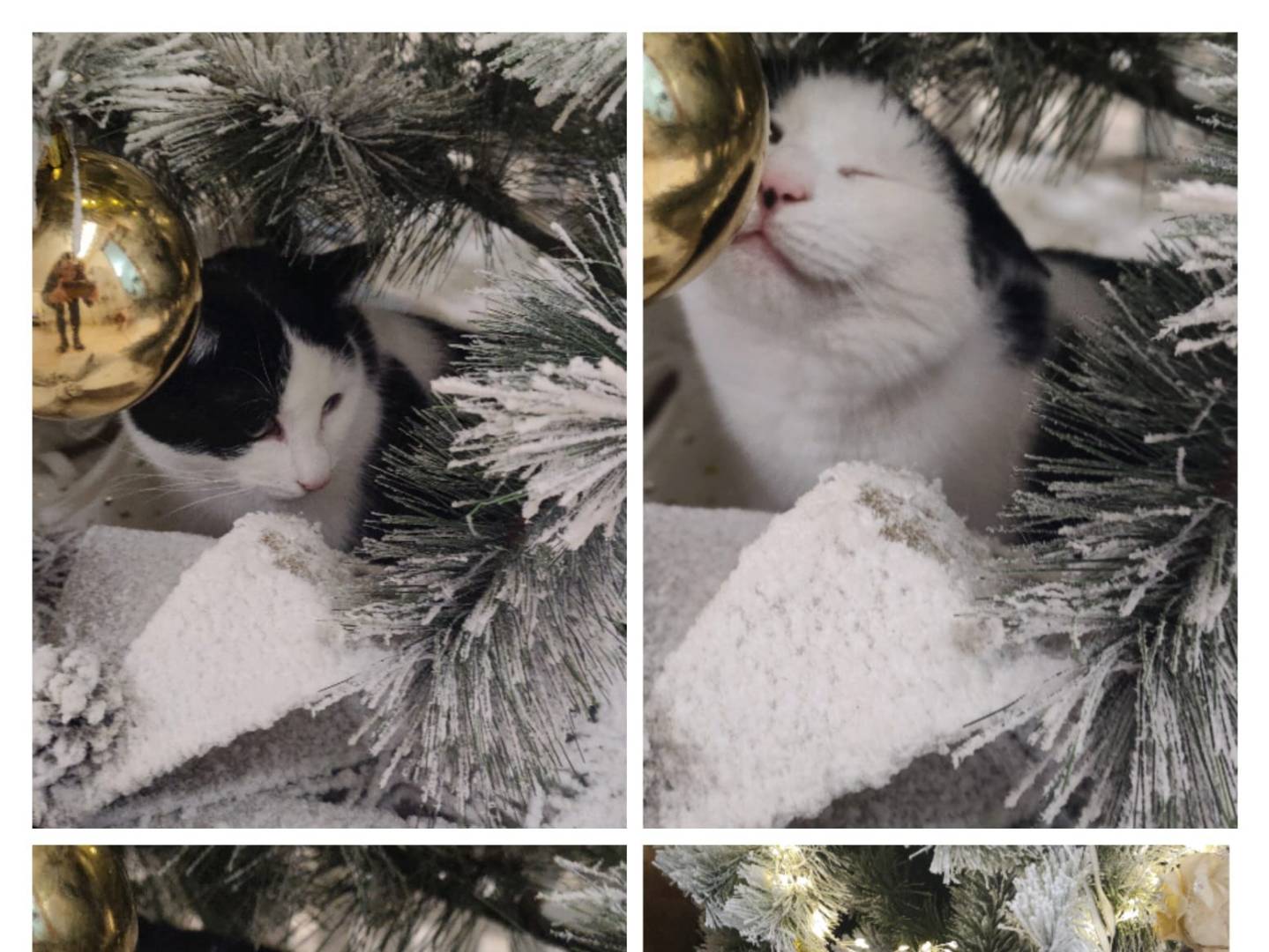 Adotta un gatto, taglia non valida, maschio, Milano