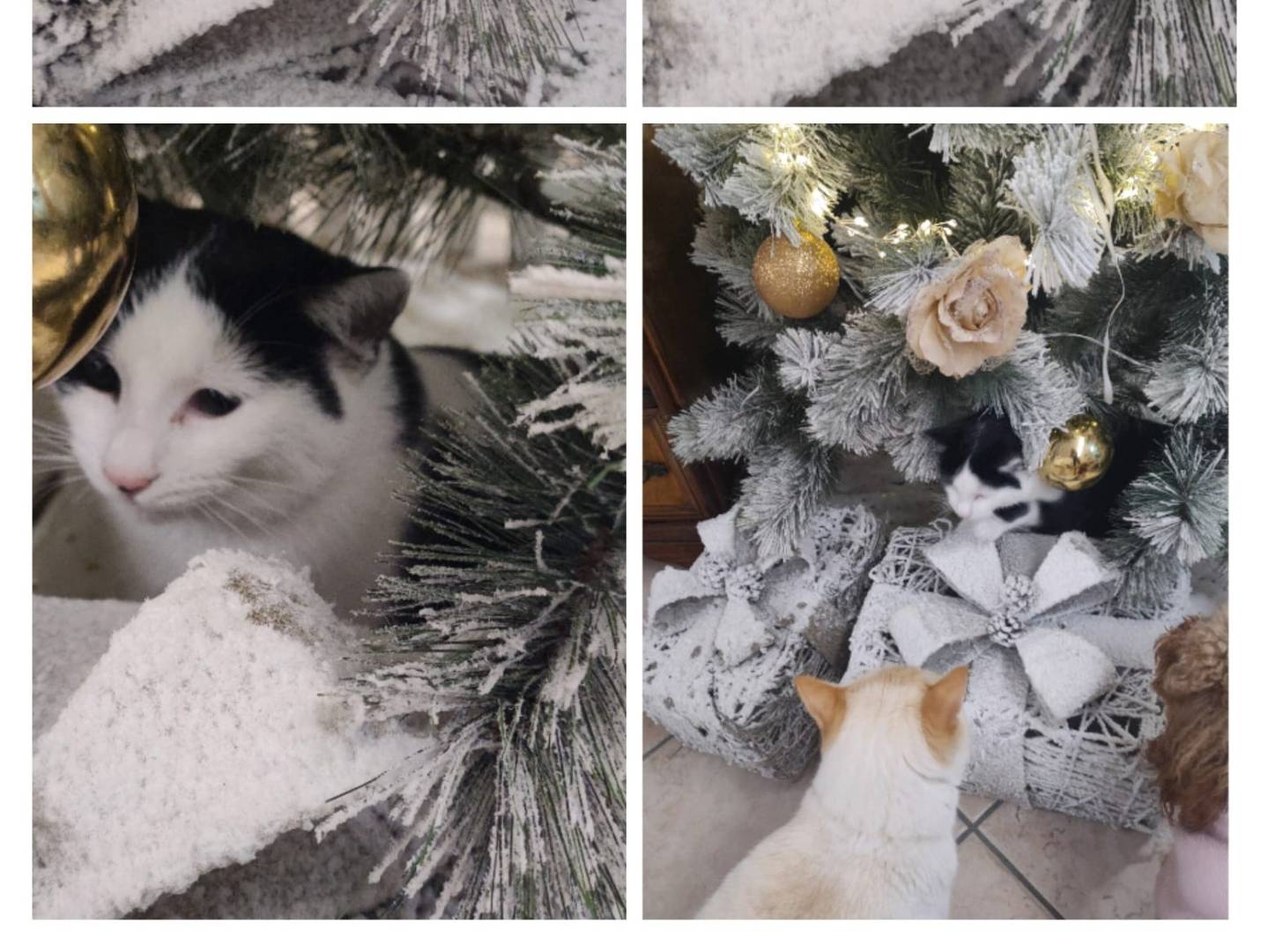 Vuoi adottare un gatto a Milano?