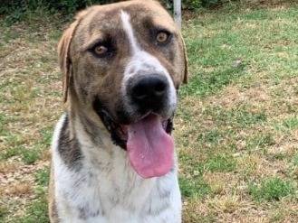 Adozione cane, maschio, Razza sconosciuta Razza sconosciuta, 4 anni e 1 mese, taglia grande, Viterbo