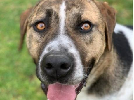 Adotta un cane, maschio, 4 anni e 1 mese, Viterbo