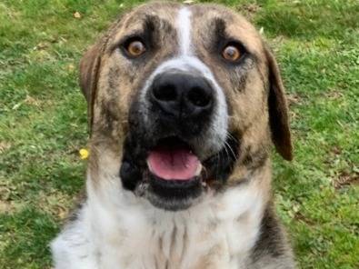 Adotta il cane Perù  a Viterbo