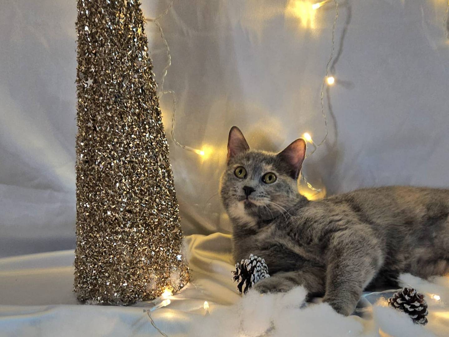 Adozione gatto, femmina, Razza sconosciuta Razza sconosciuta, 9 mesi, taglia non valida, Bari