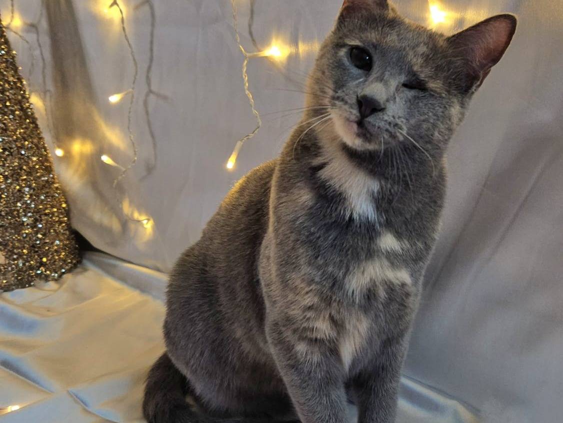 Adotta un gatto, femmina, 9 mesi, Bari