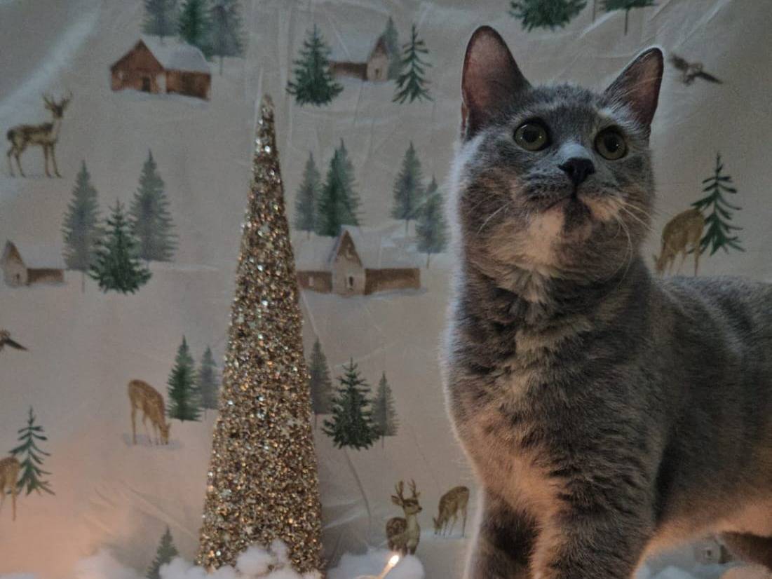 Adotta un gatto, taglia non valida, femmina, Bari