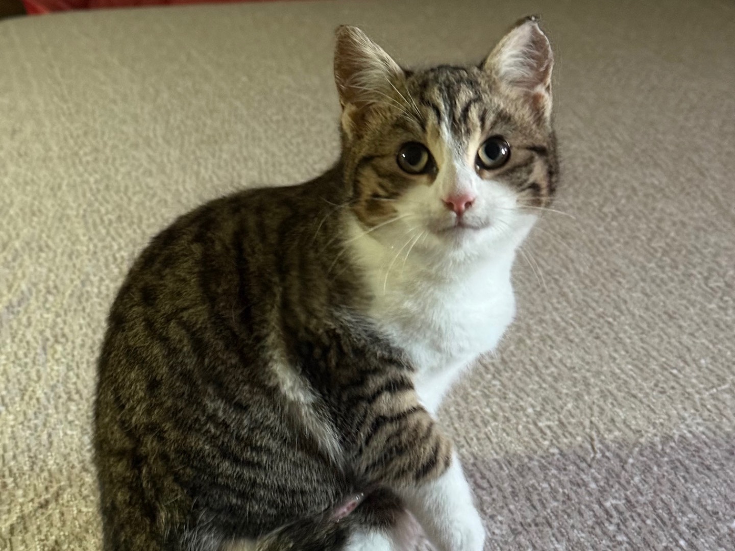 Adozione gatto, femmina, Razza sconosciuta Razza sconosciuta, 4 mesi, taglia non valida, Viterbo