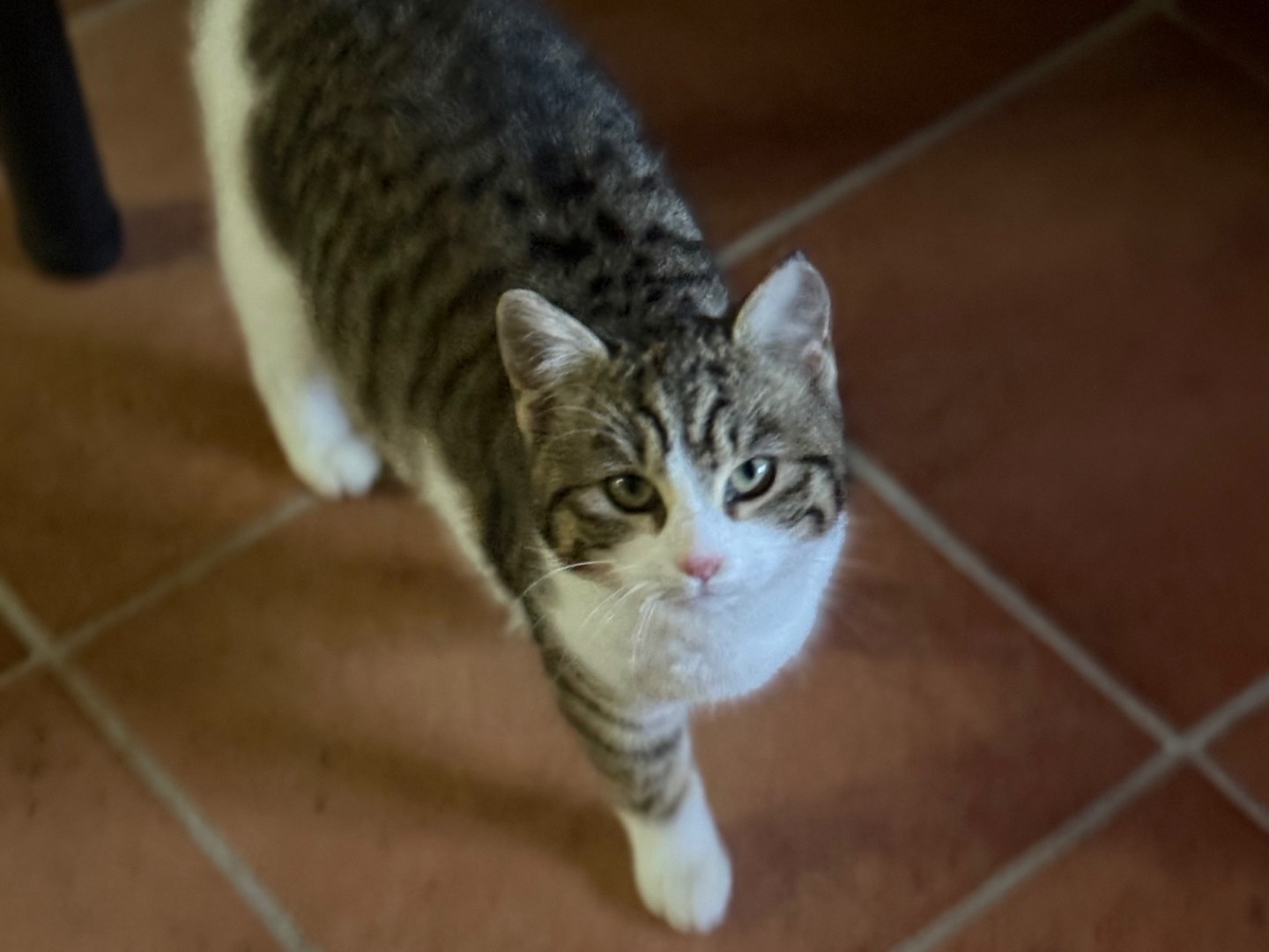 Adotta un gatto, femmina, 4 mesi, Viterbo