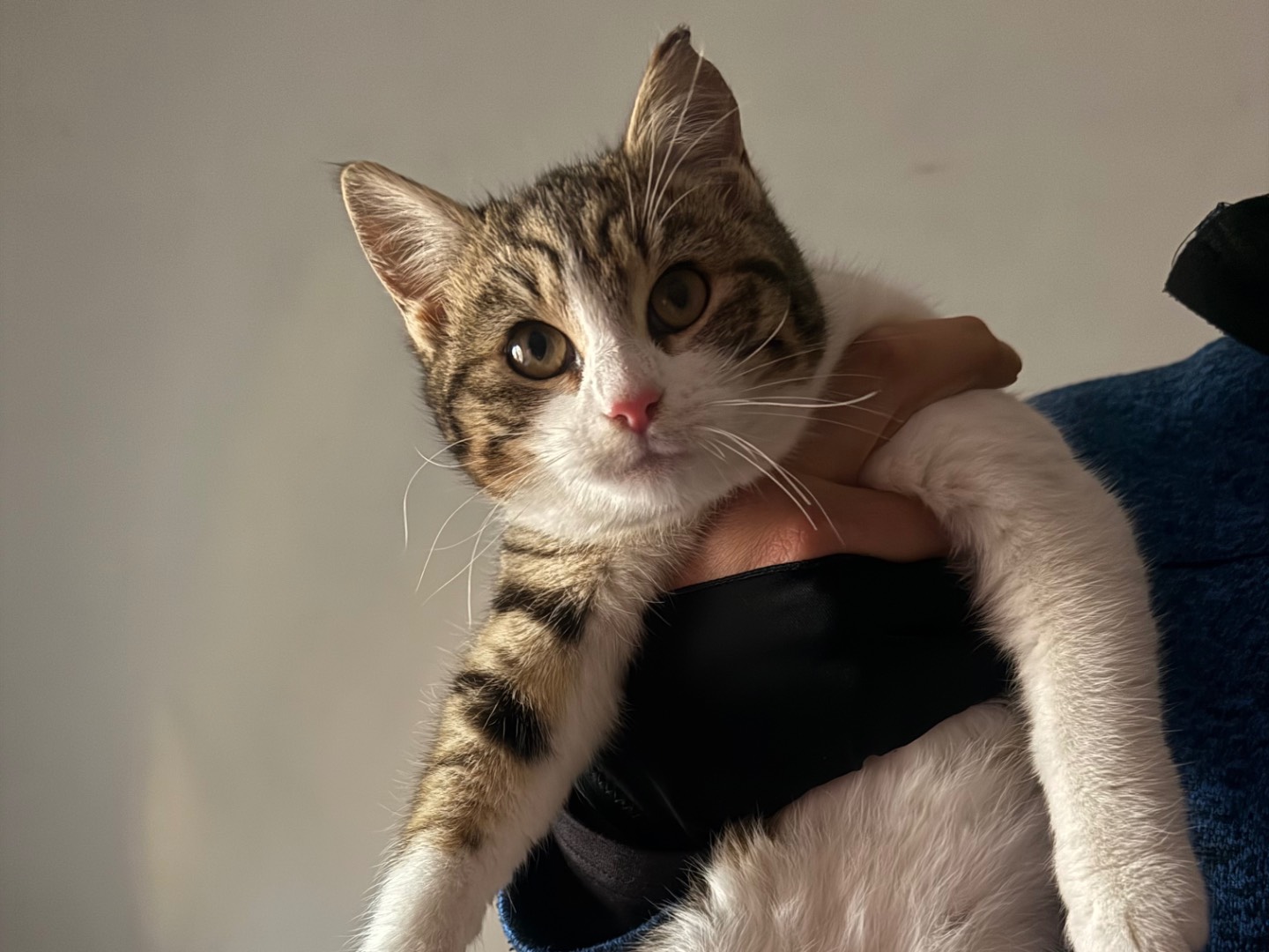 Adotta un gatto, taglia non valida, femmina, Viterbo