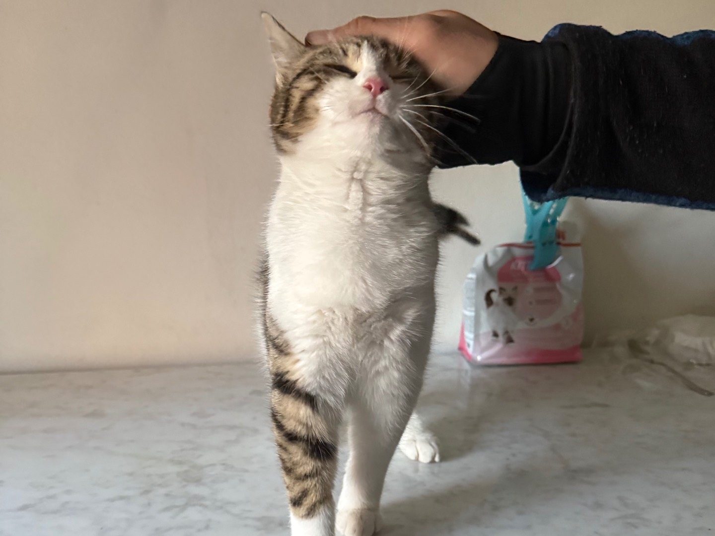 Vuoi adottare un gatto a Viterbo?