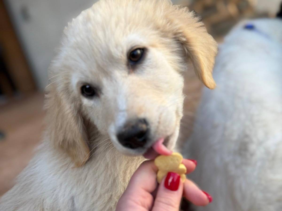 Adotta un cane, femmina, 3 mesi, Crotone