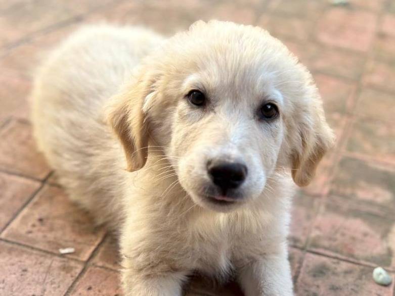 Adotta un cane, taglia media, femmina, Crotone