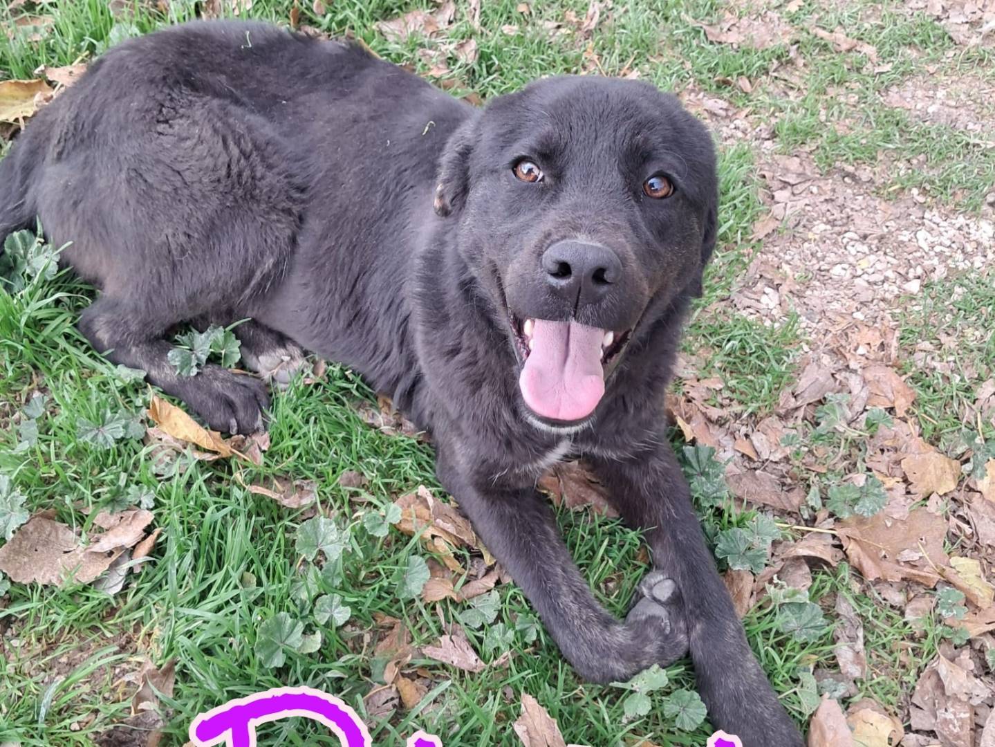 Adozione cane, femmina, Labrador Retriever Razza sconosciuta, 2 anni, taglia media, Padova
