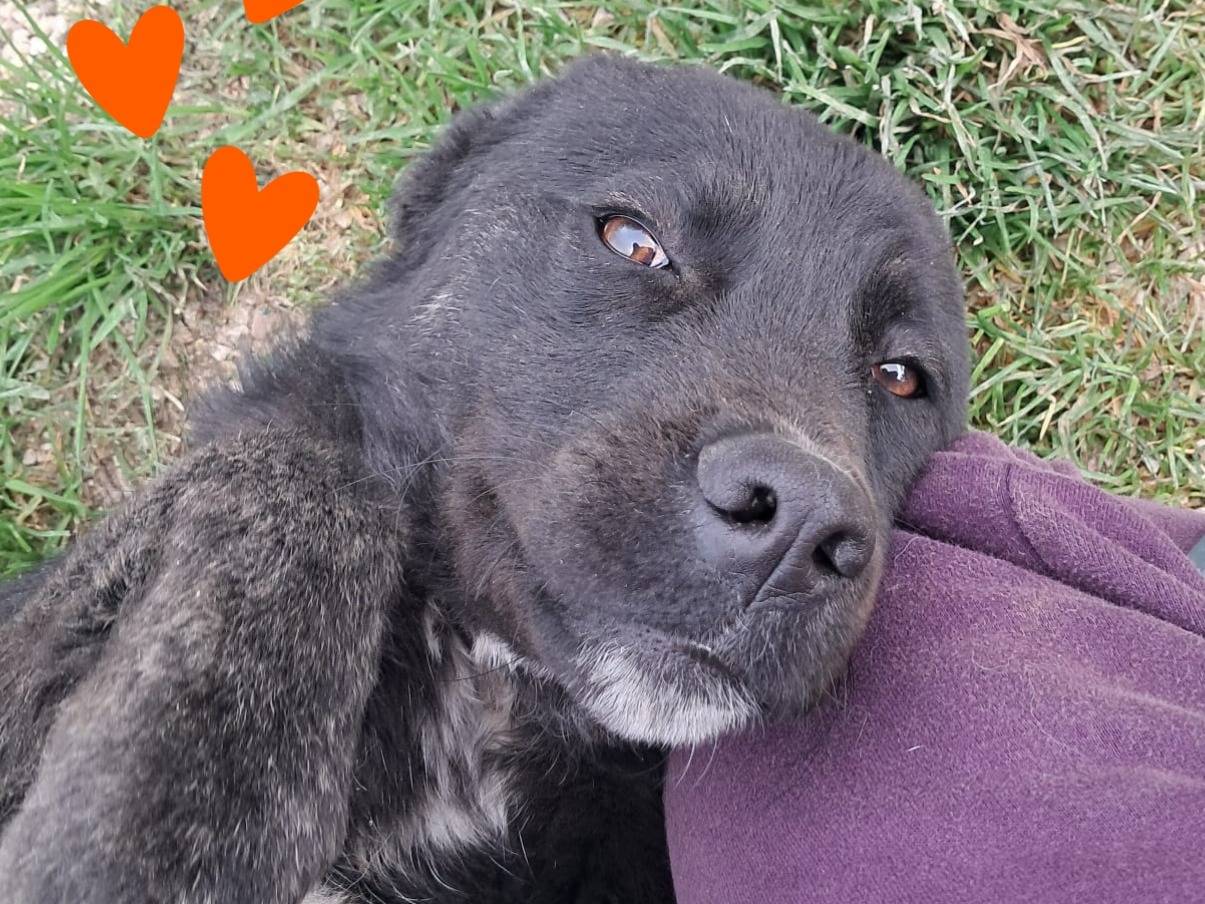 Adotta un cane, femmina, 2 anni, Padova