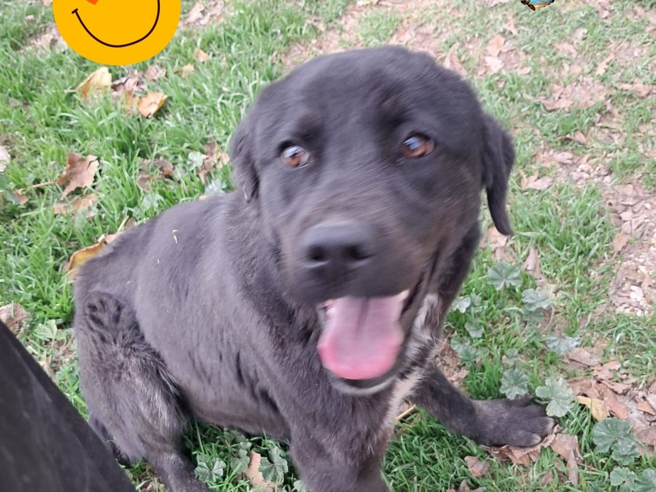 Adotta un cane, taglia media, femmina, Padova