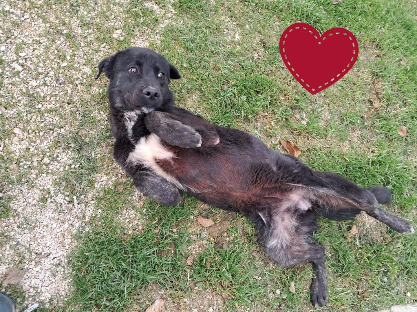 Vuoi adottare un cane a Padova?