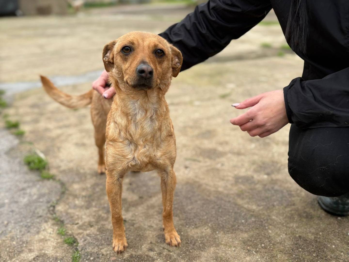Vuoi adottare un cane a Crotone?