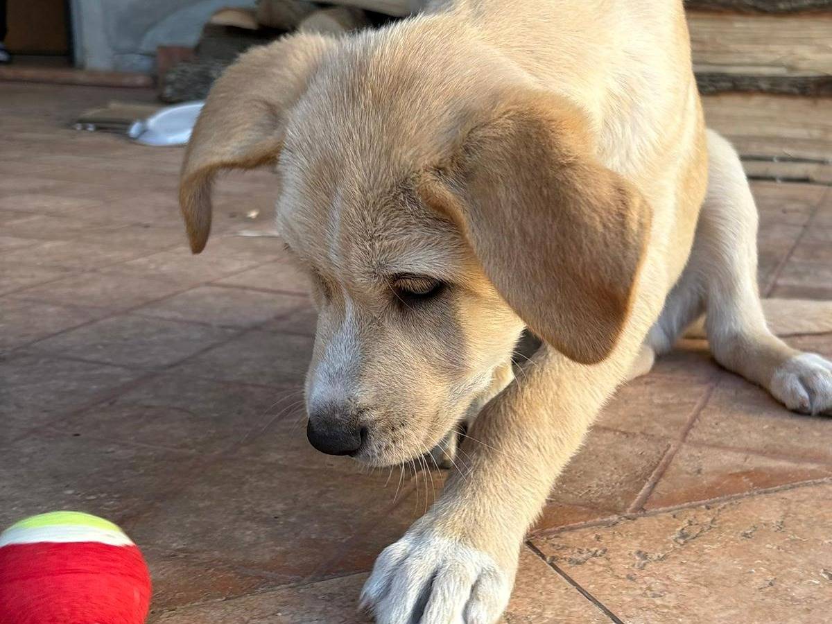 Adotta il cane Wilson a Crotone