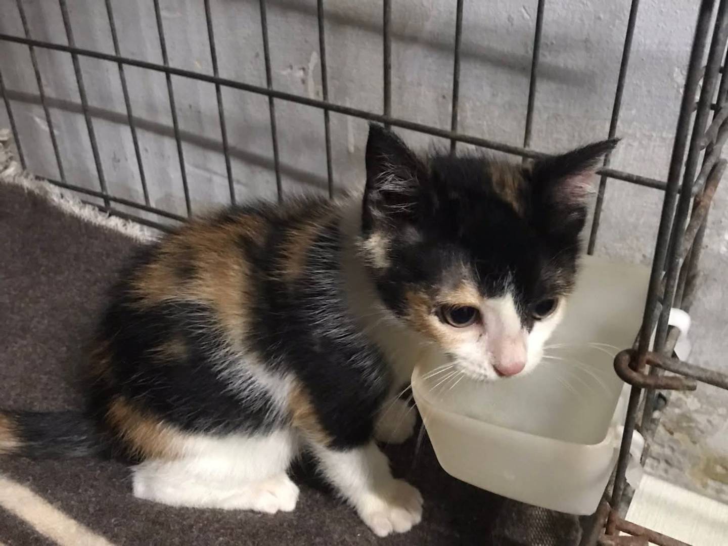 Vuoi adottare un gatto a Latina?