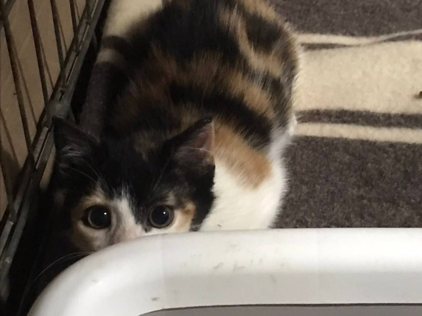 Adotta il gatto Baby a Latina