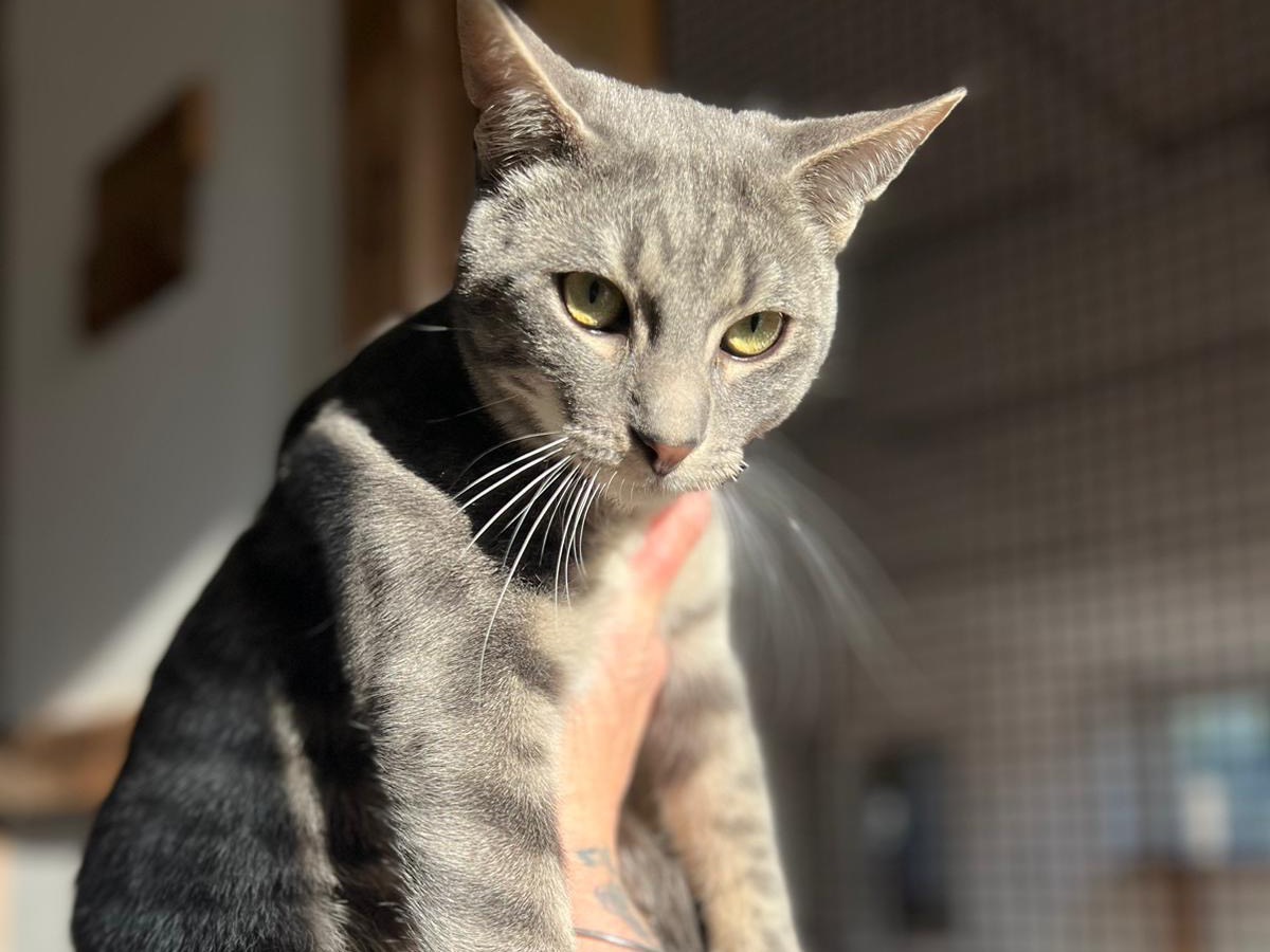 Vuoi adottare un gatto a Bari?