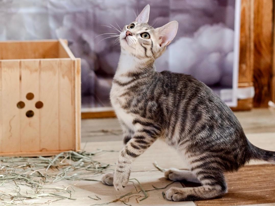 Adotta il gatto Orion a Bari